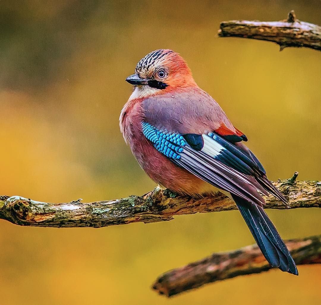 Клубничный Финч птица