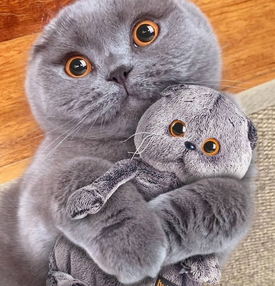 Вислоухий британец