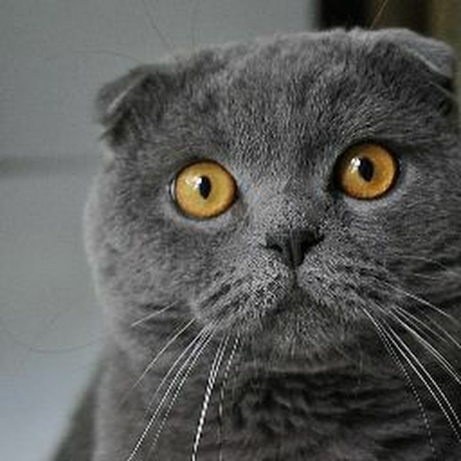 Шотландская вислоухая кошка белая с серым