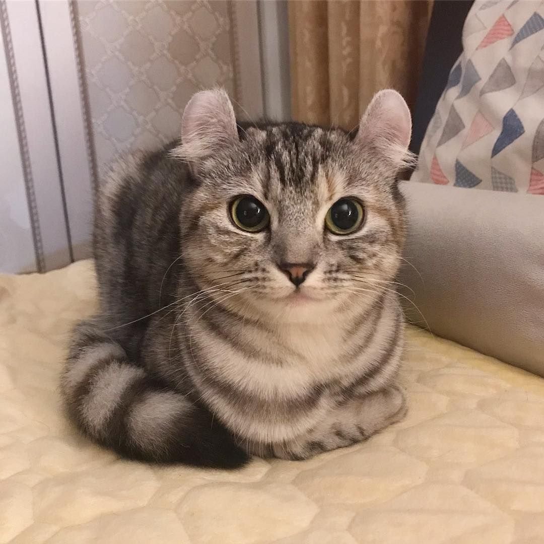 Британская голубая кошка