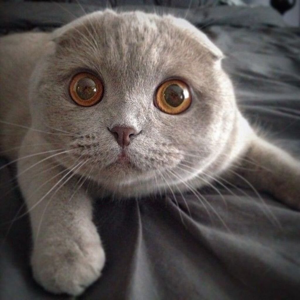 Кошки с маленькими ушами