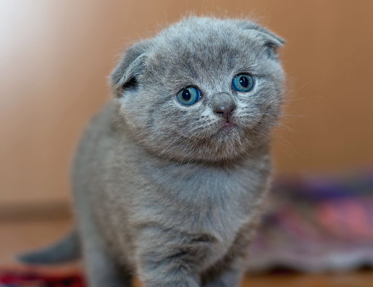 Шотландские кошки с ушами