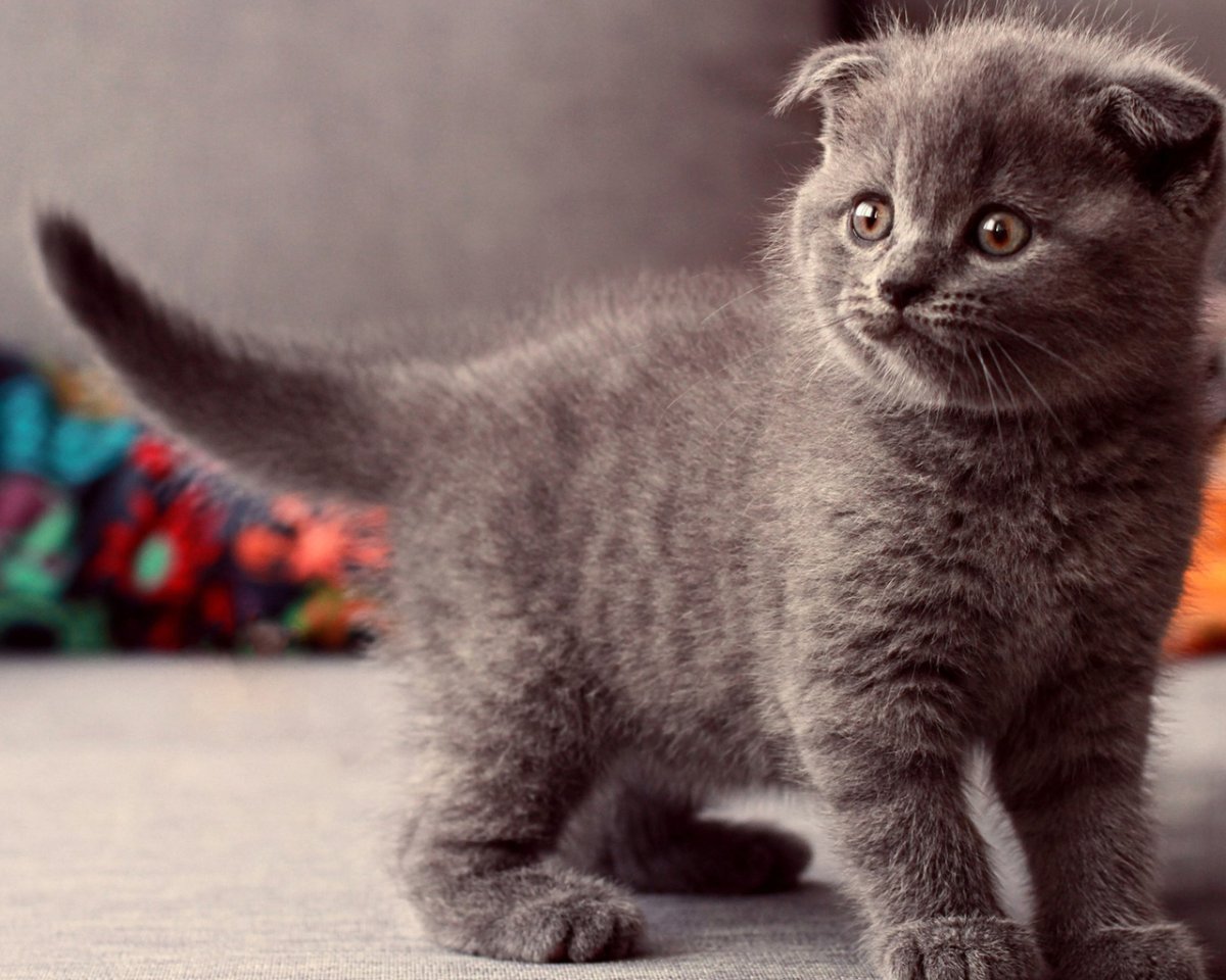Самые милые вислоухие котята в мире