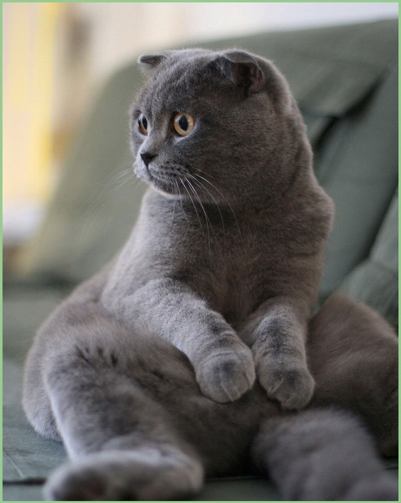 Скоттиш-фолд Шотландская вислоухая кошка