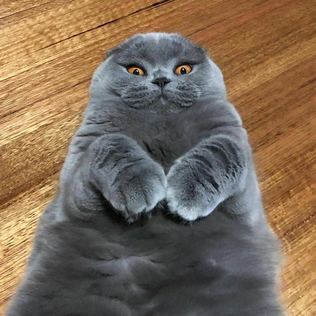 Шотландский вислоухий кот серый