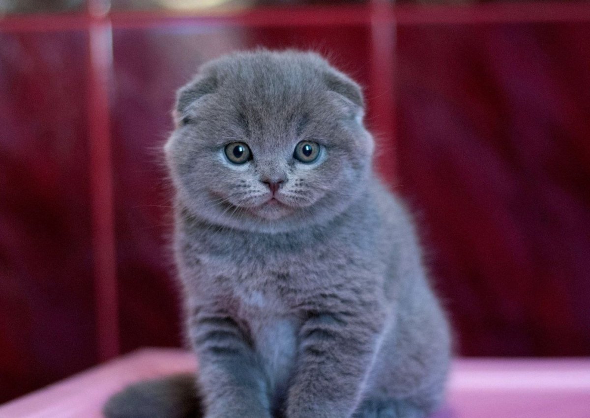 Вислоухий британец голубоглазый дымчатый