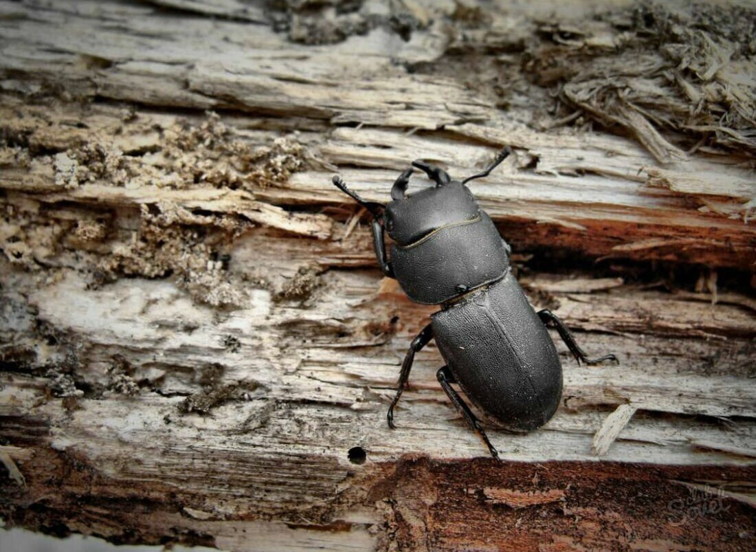 Жук Точильщик тиканье