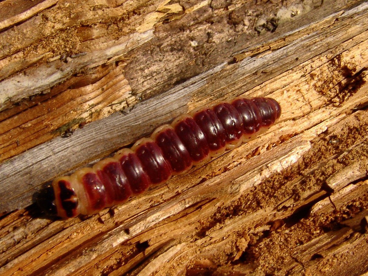 Пороки древесины червоточина