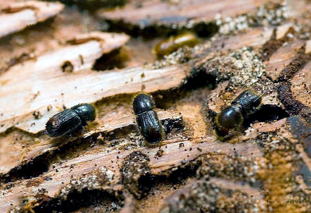 Жук древоточец усач Домовой