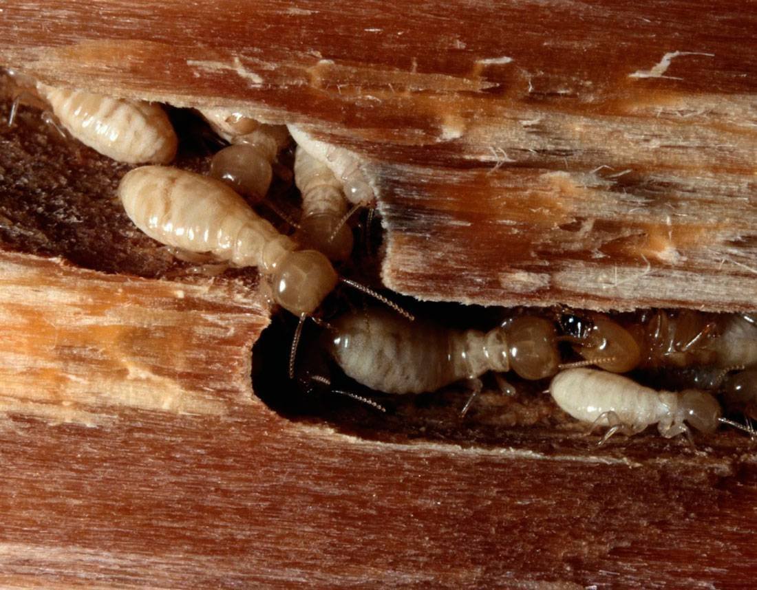 Азиатский Жук усач