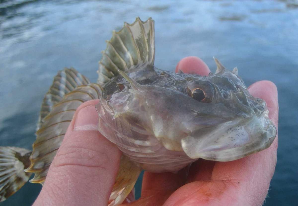 Бычок морской аквариумный