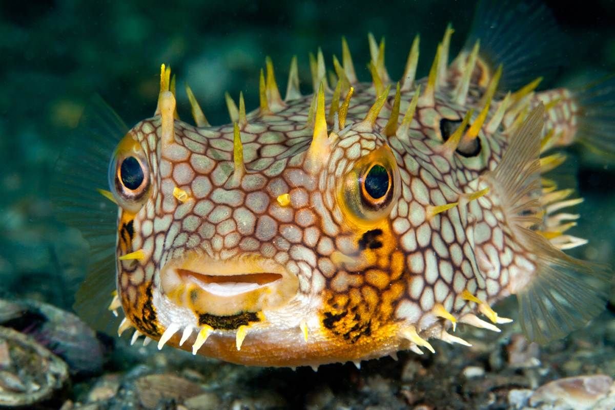 Рыба гребешок