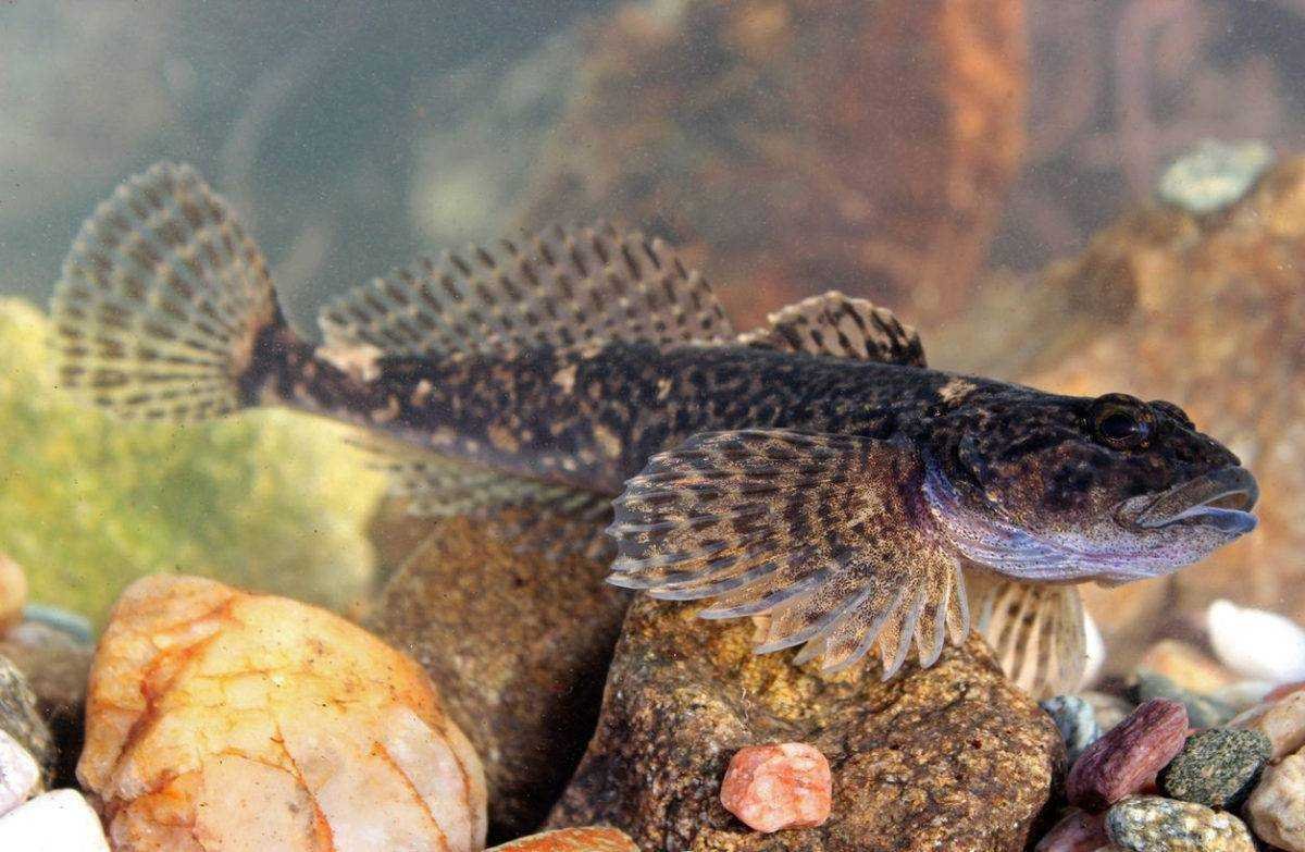 Бычок двухполосный Valenciennea helsdingenii