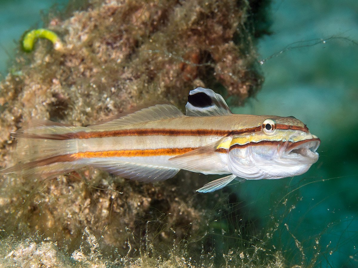 Морской Ерш скорпена Черноморский