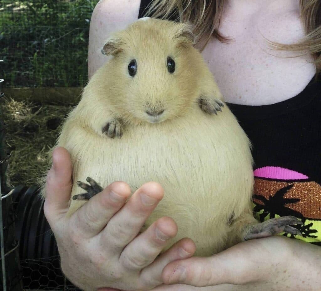 Беременные морские свинки