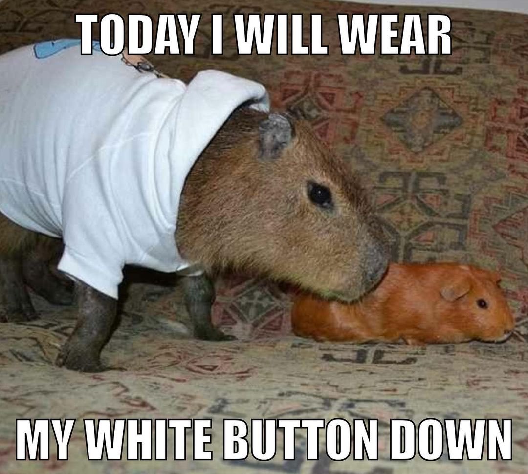 Морские свинки породы Куи