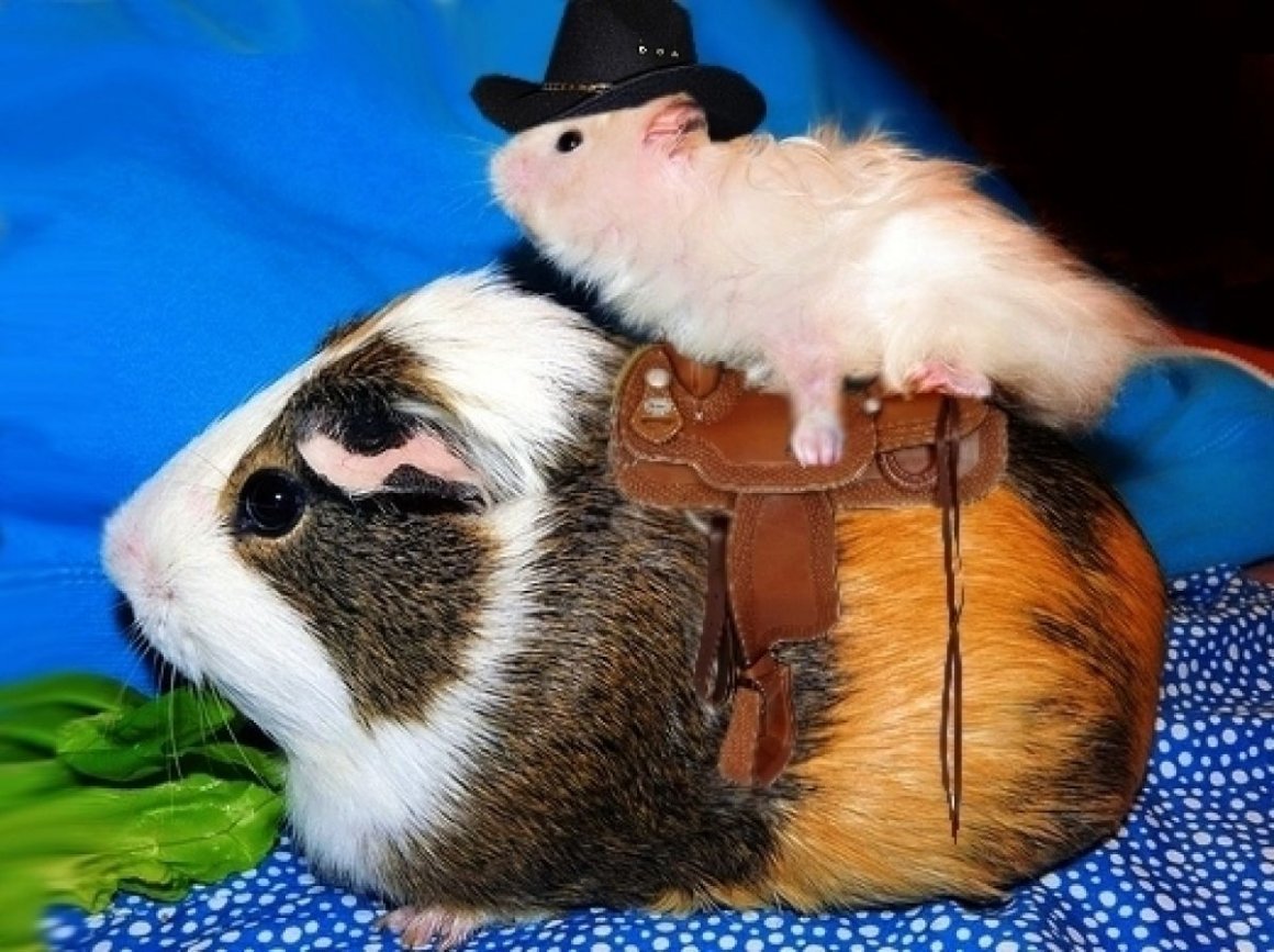 Морские свинки