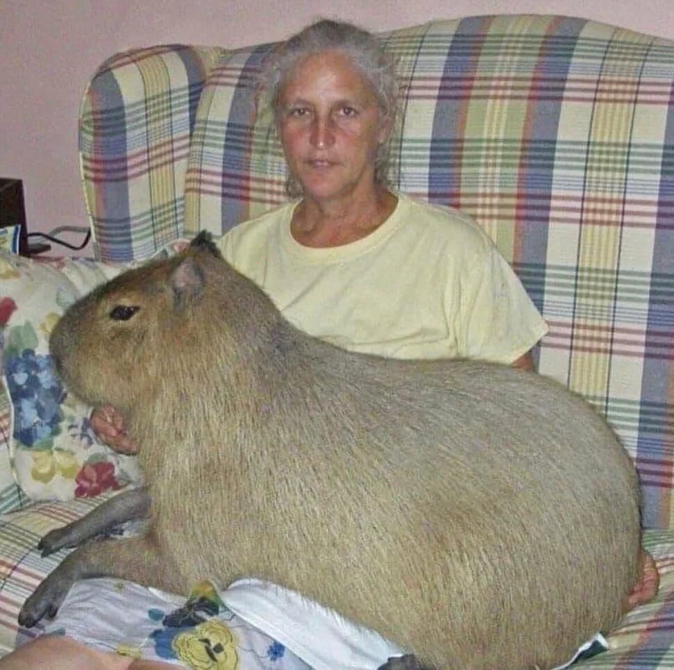 Морская Свинка и копибар