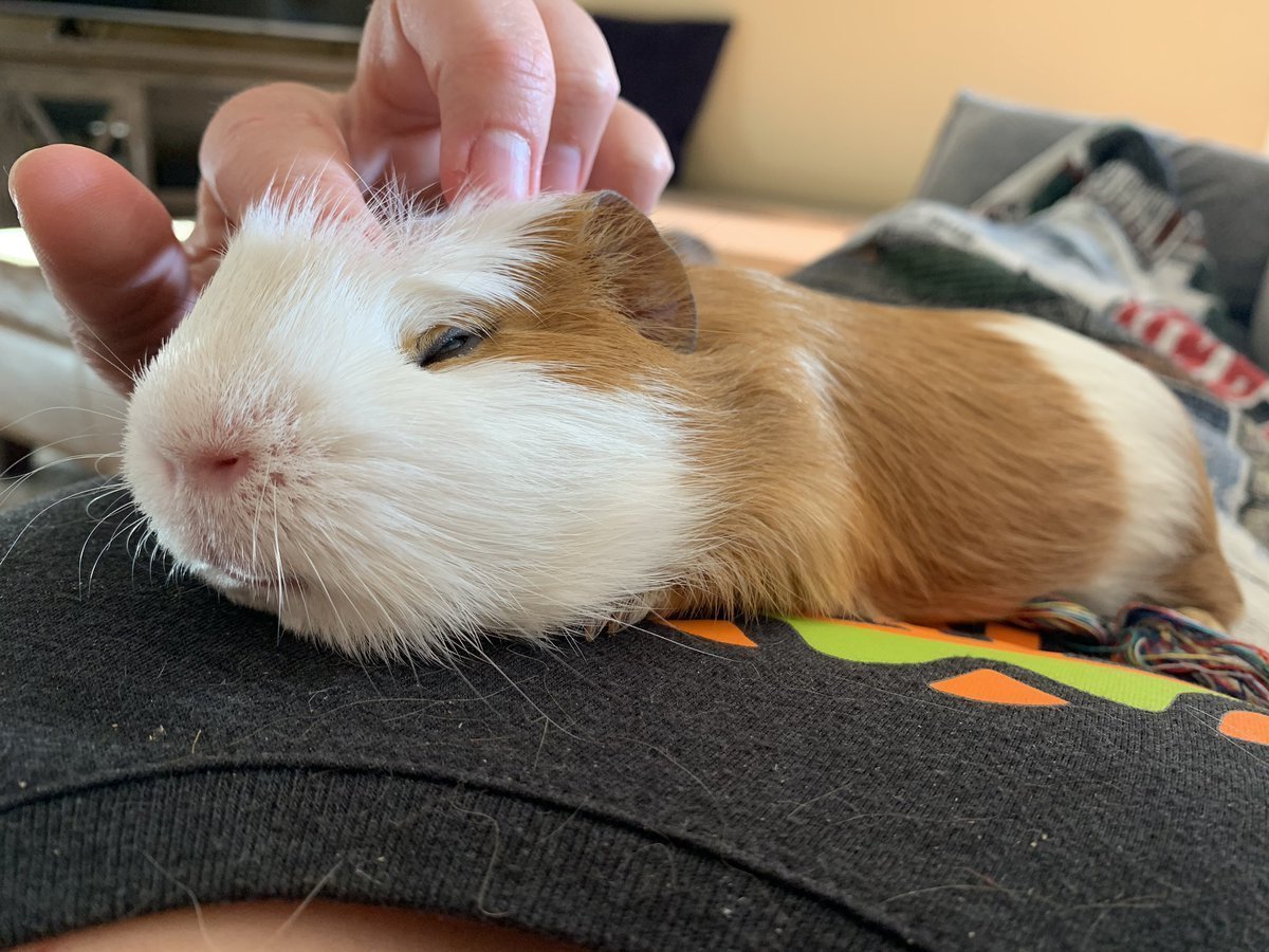 Морские свинки породы Куи