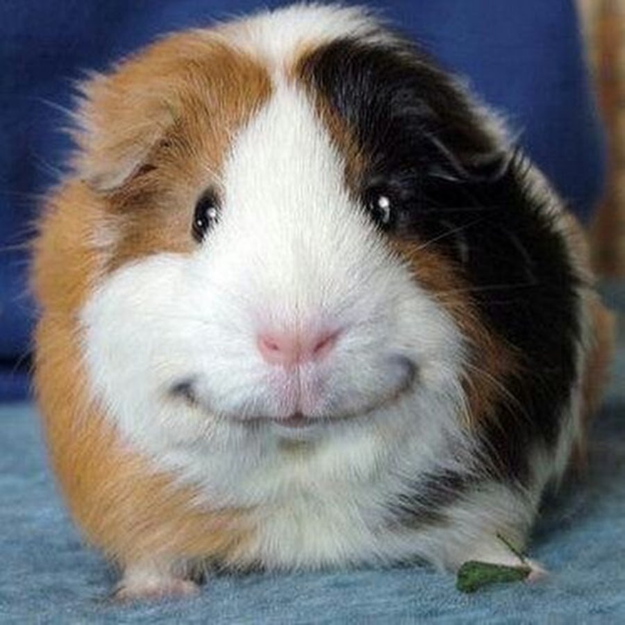 Жирный хомяк