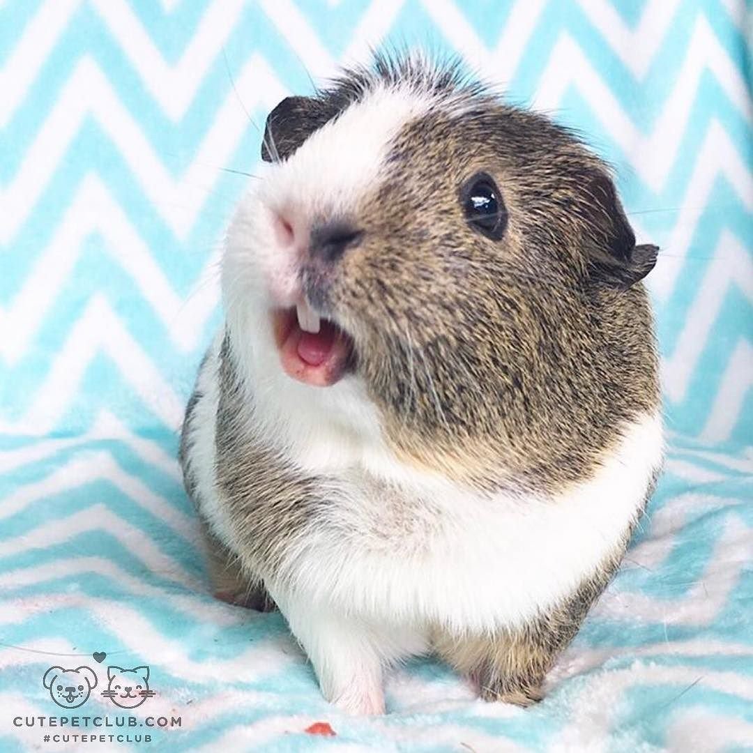 Хомяк абщхда