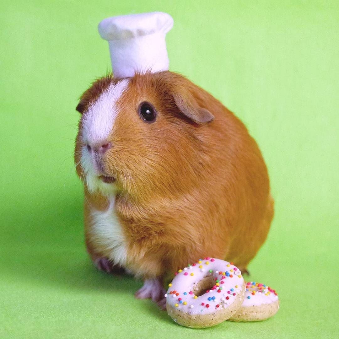 Размер морской свинки по месяцам