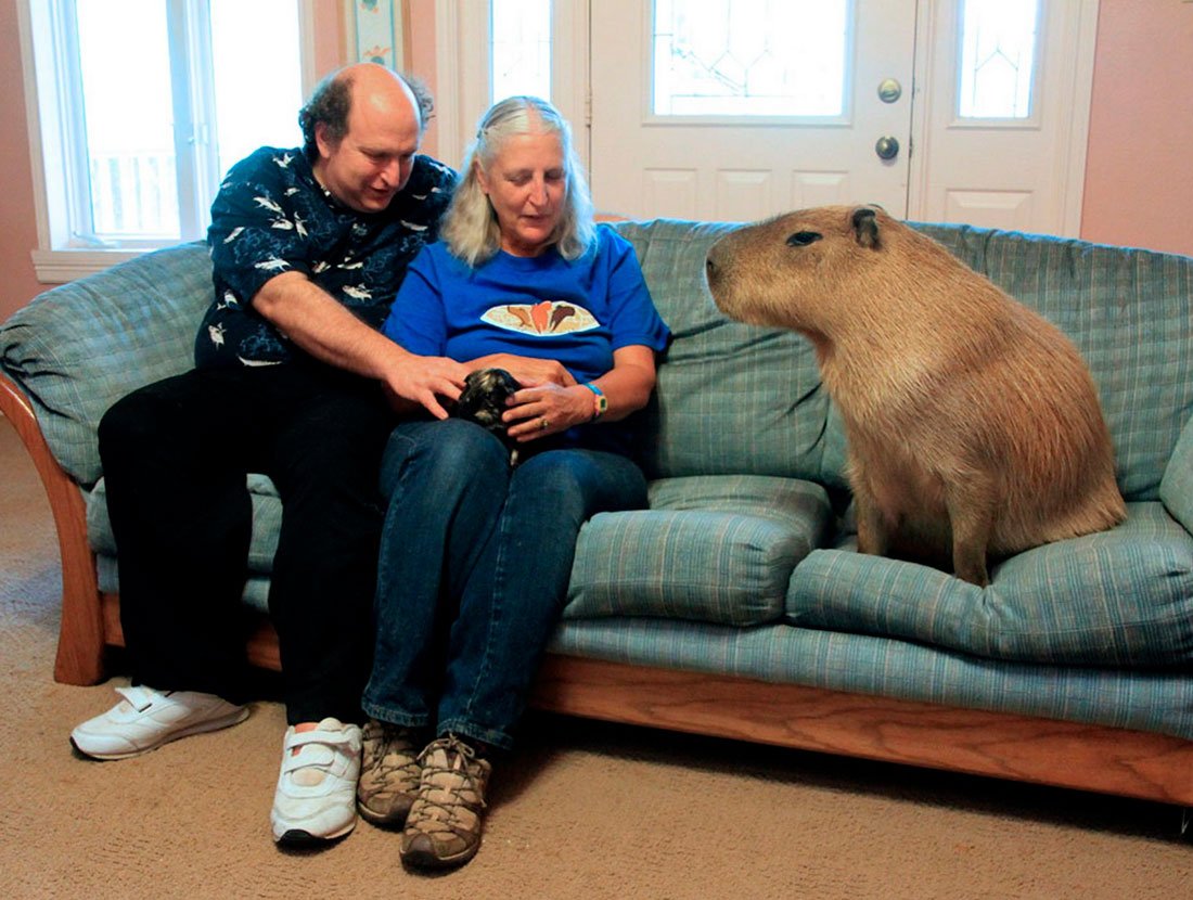 Прикольные морские свинки