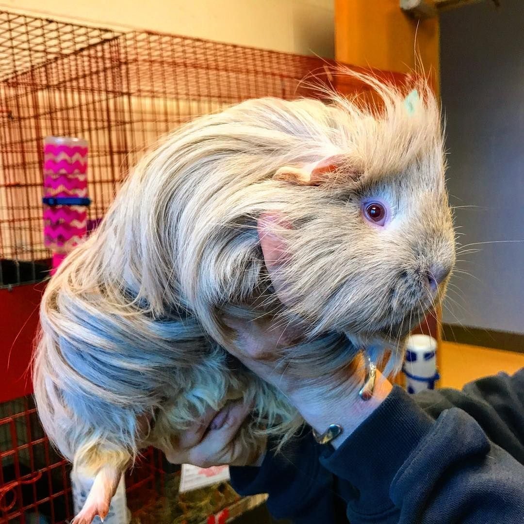 Домашние морские свинки