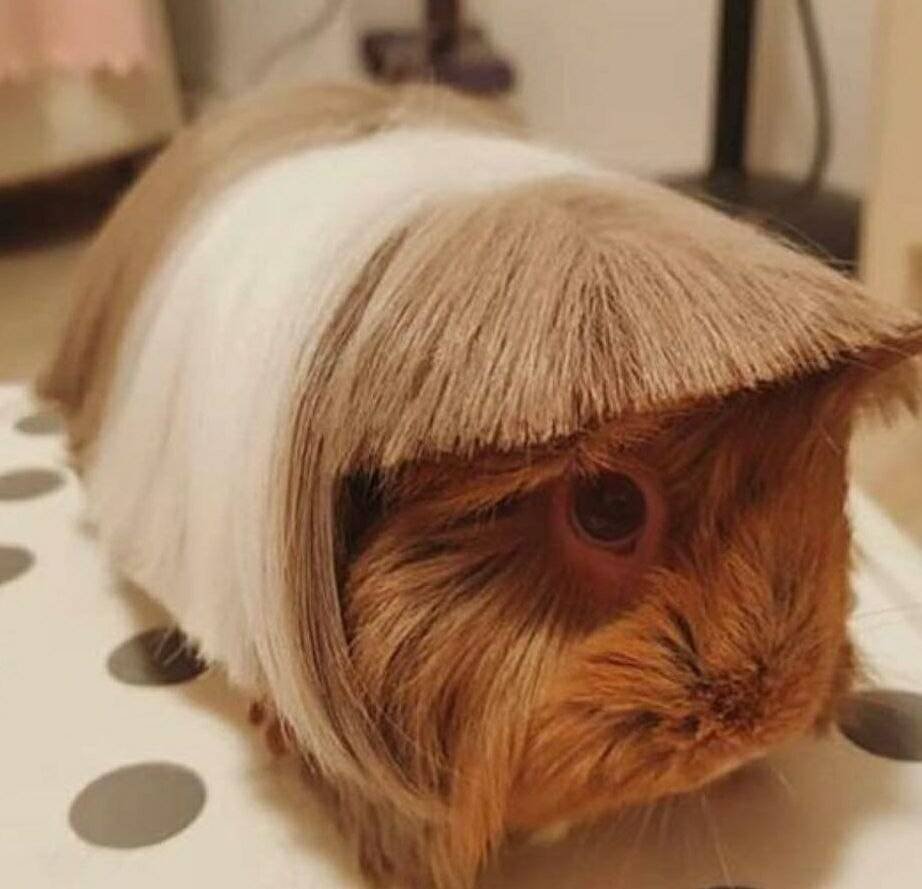 Игрушечки морские свинки