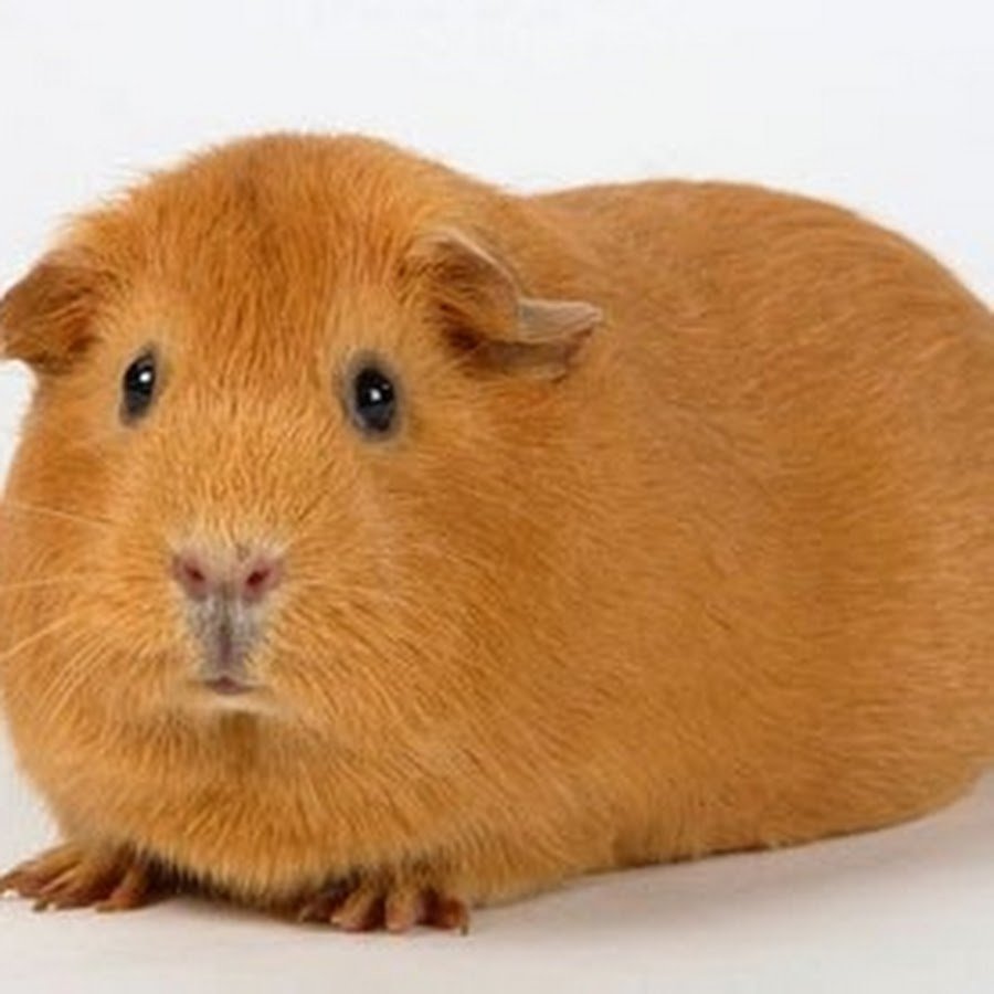 Морская Свинка и человек