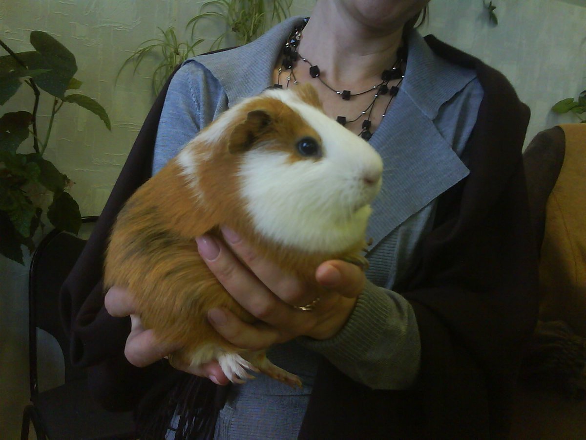 Капибара и морская Свинка