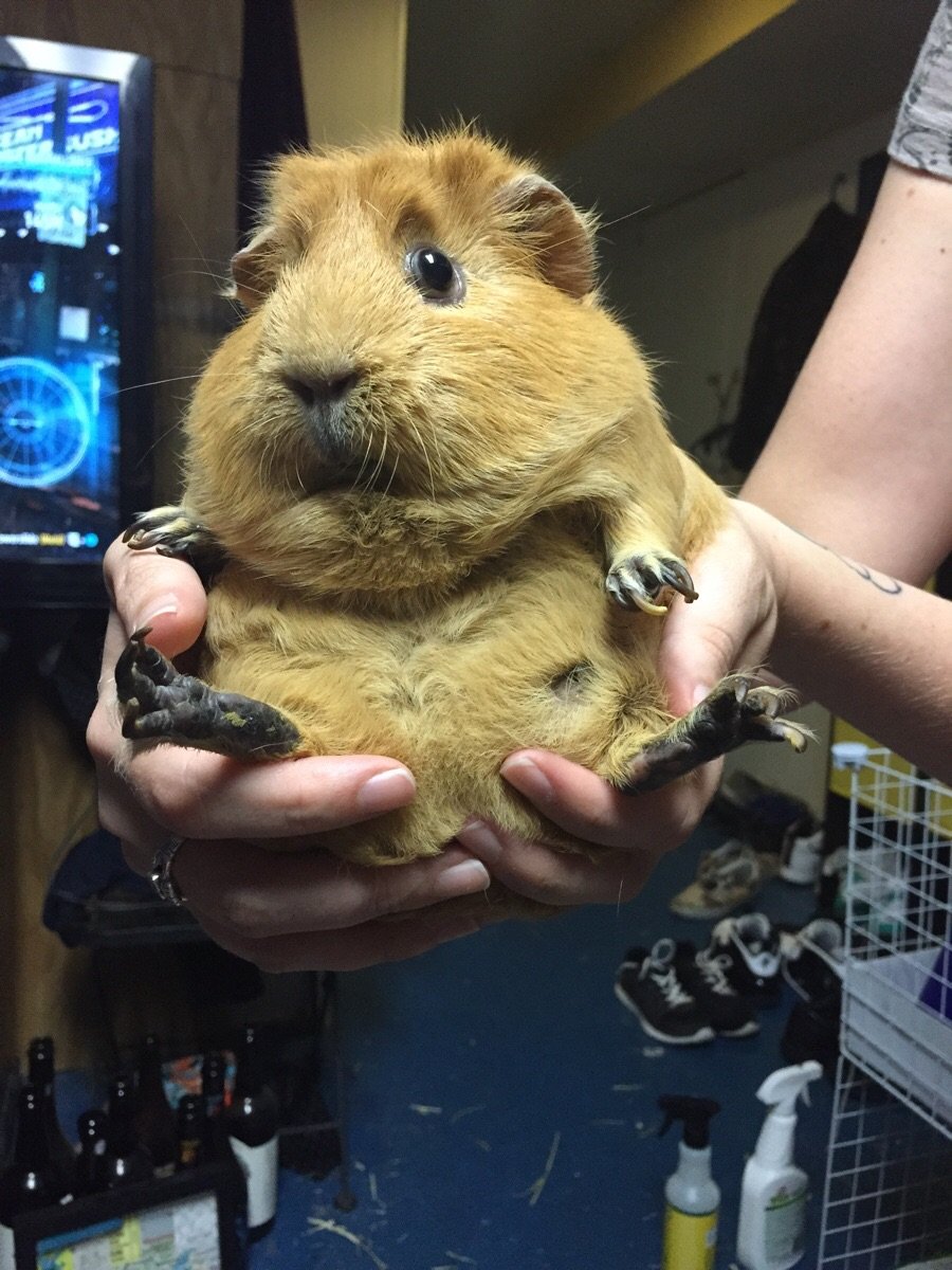 Большая морская Свинка капибара