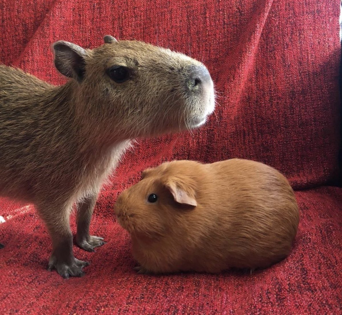 Морские свинки