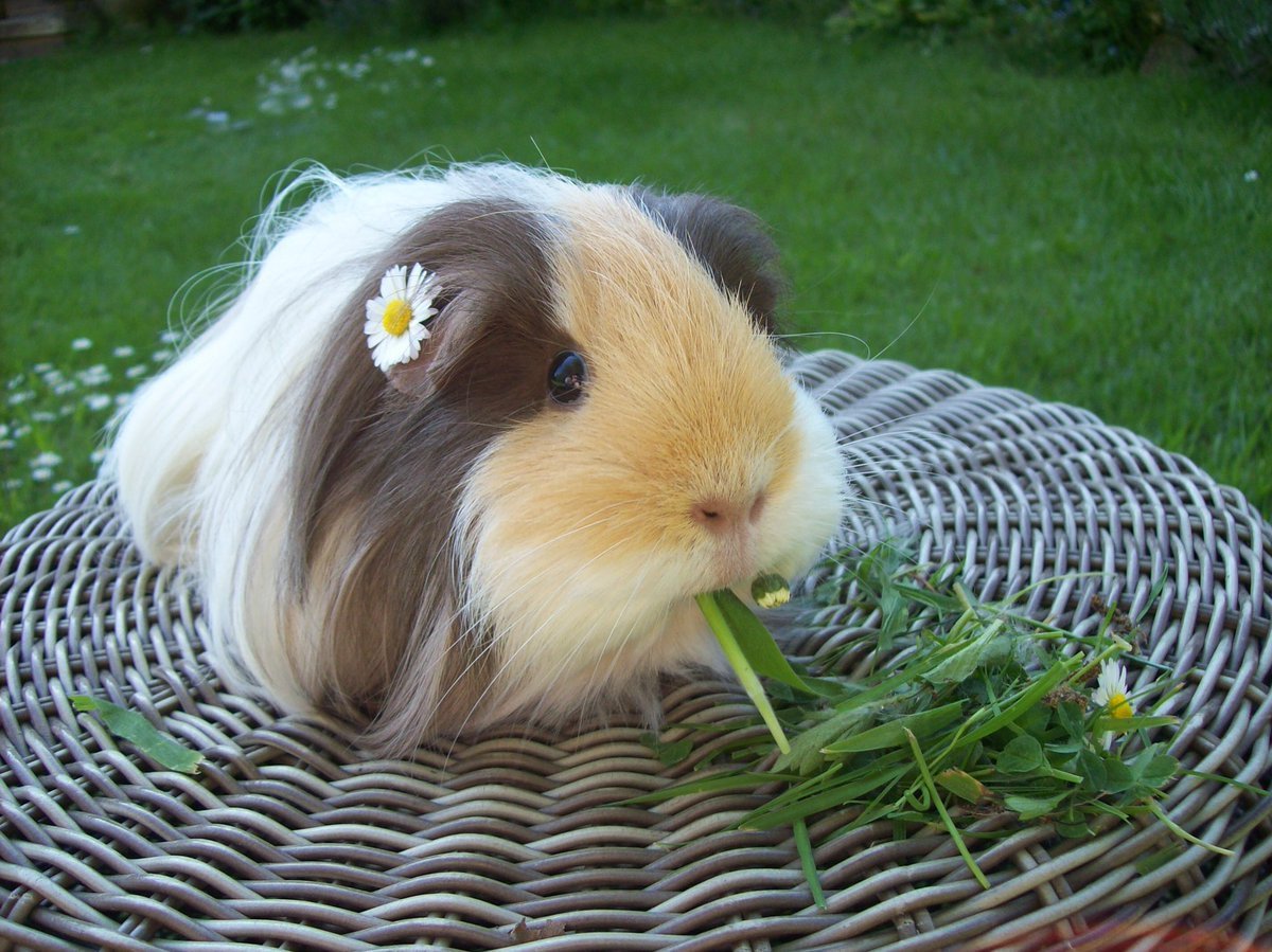 Смешные морские свиньи