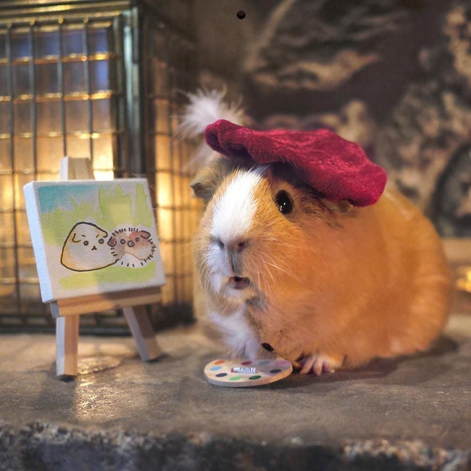 Кавия морская Свинка