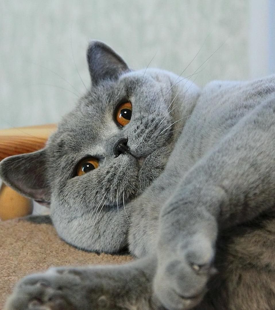 Британская кошка короткошерстная серая