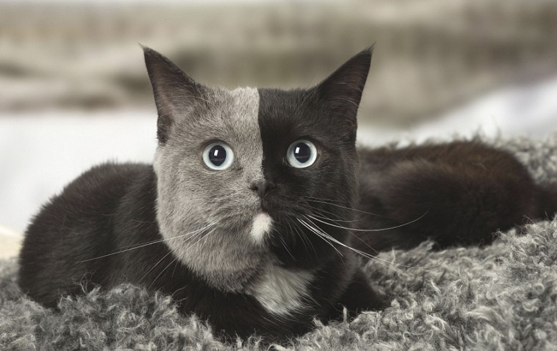 Британская короткошёрстная кошка черно белая