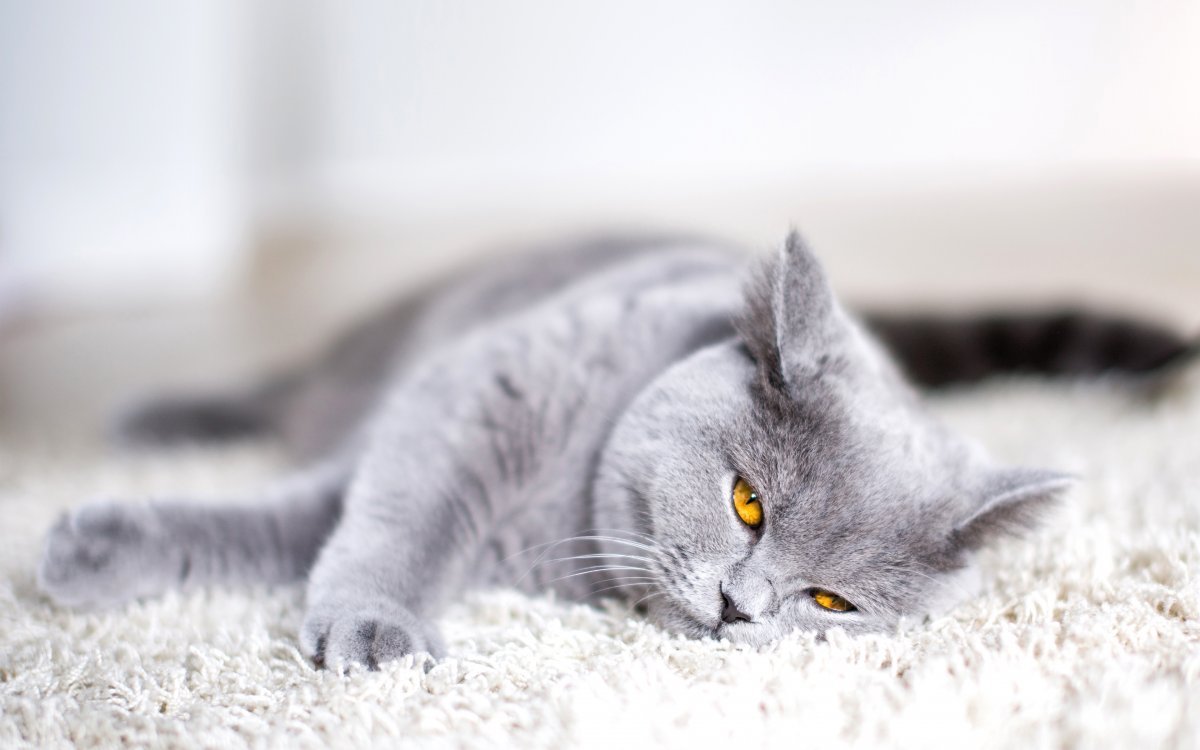 Британская кошка серая подмигнула