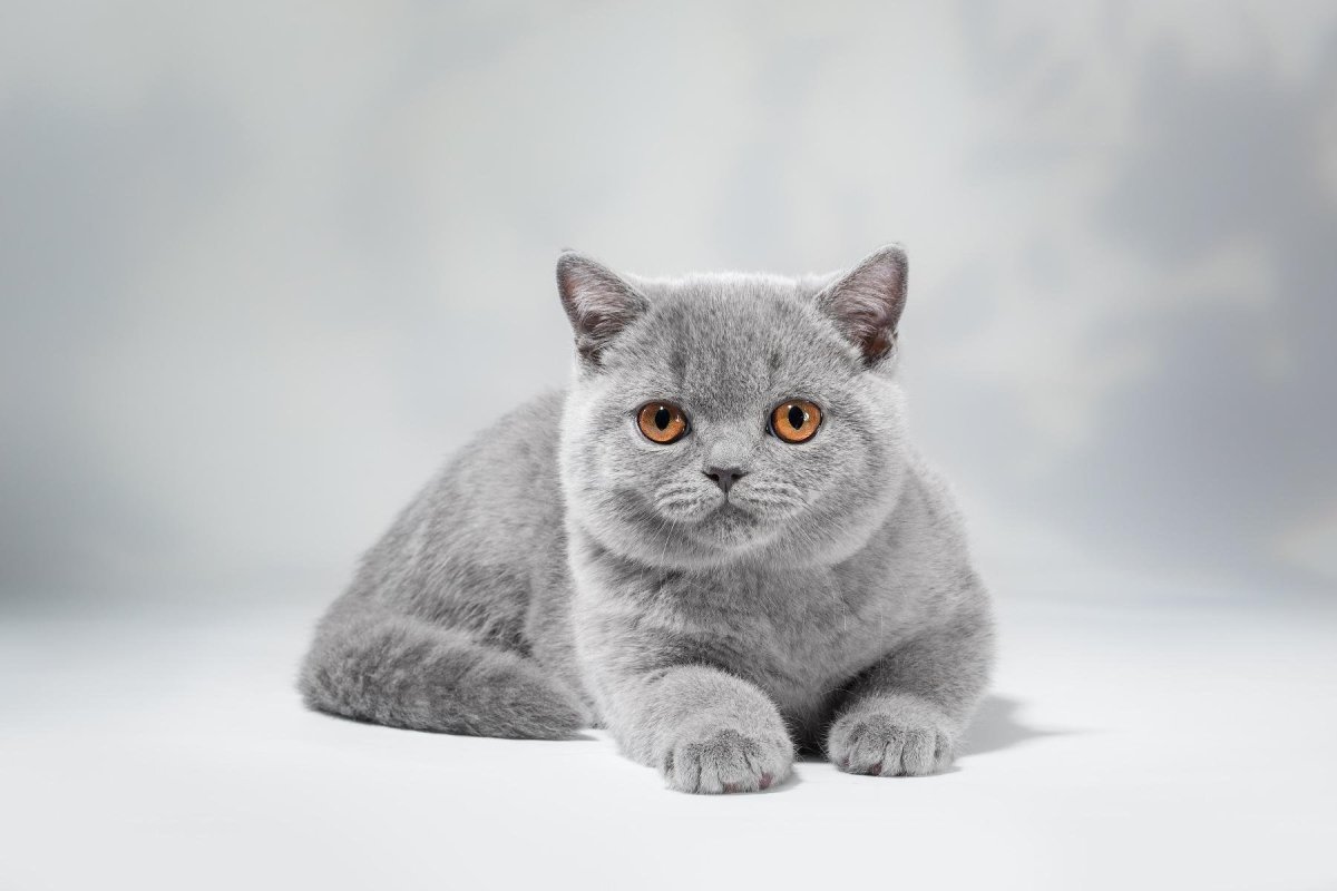 Британская короткошёрстная кошка серая с белым
