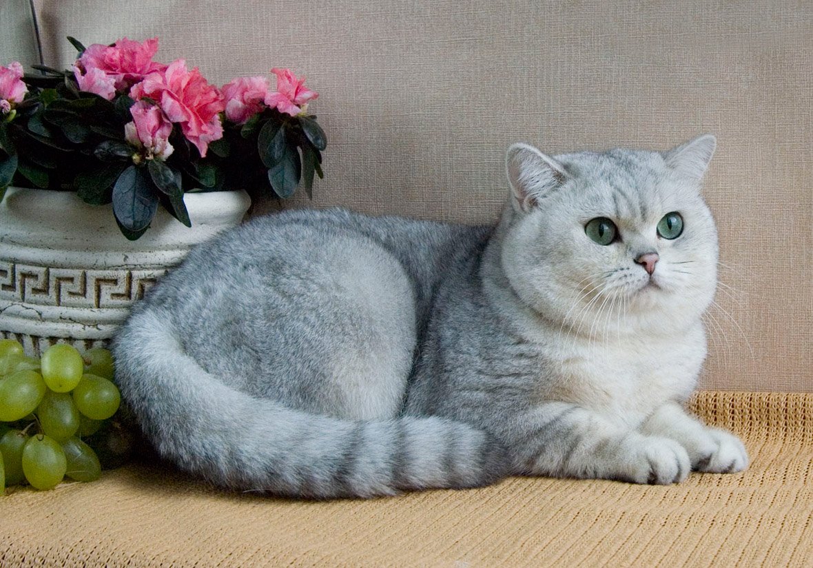 Британская короткошёрстная кошка шиншилла