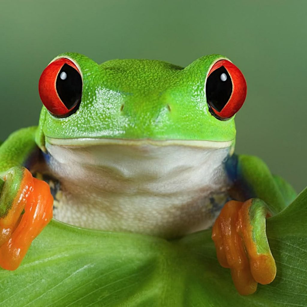 Лягушка с выпученными глазами