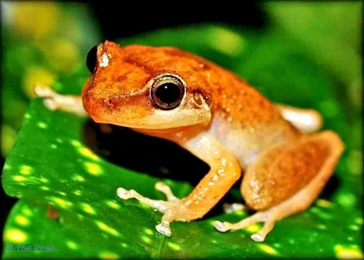 Лягушка Кокоа
