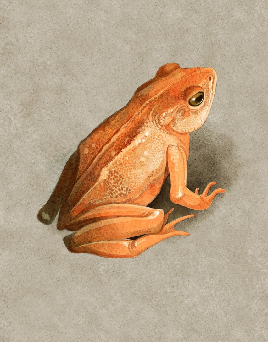 Golden toad Золотая жаба