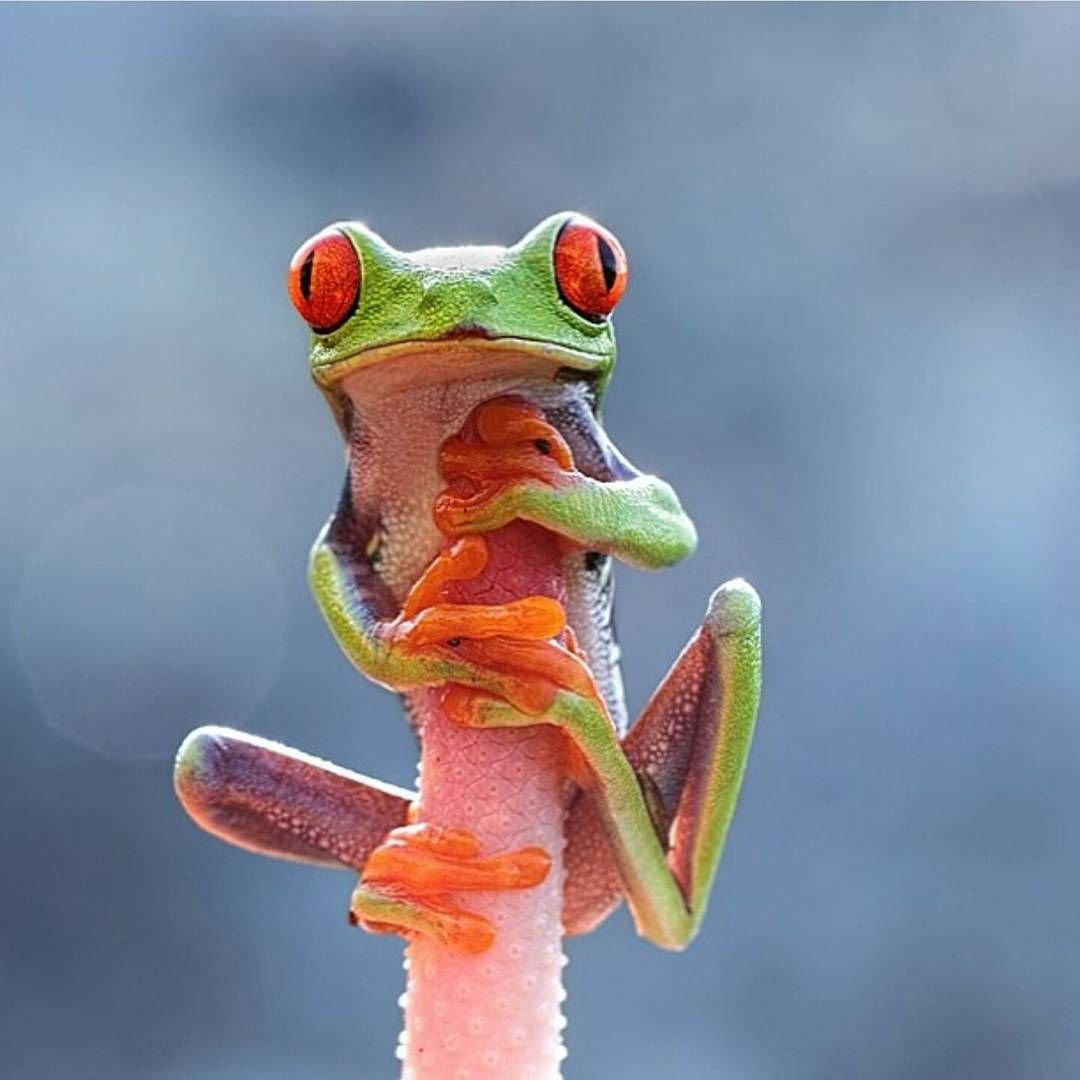 Лягушачий рай