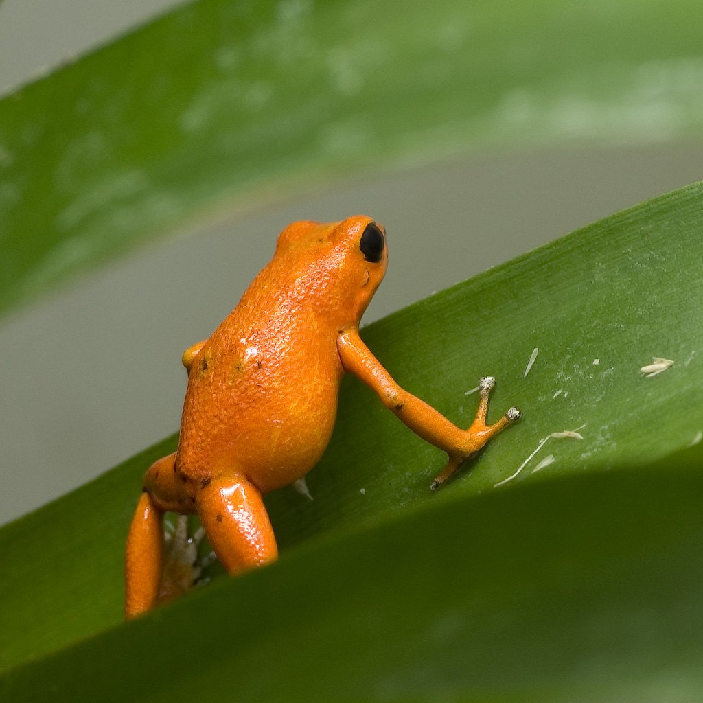 Сибирская лягушка головастик