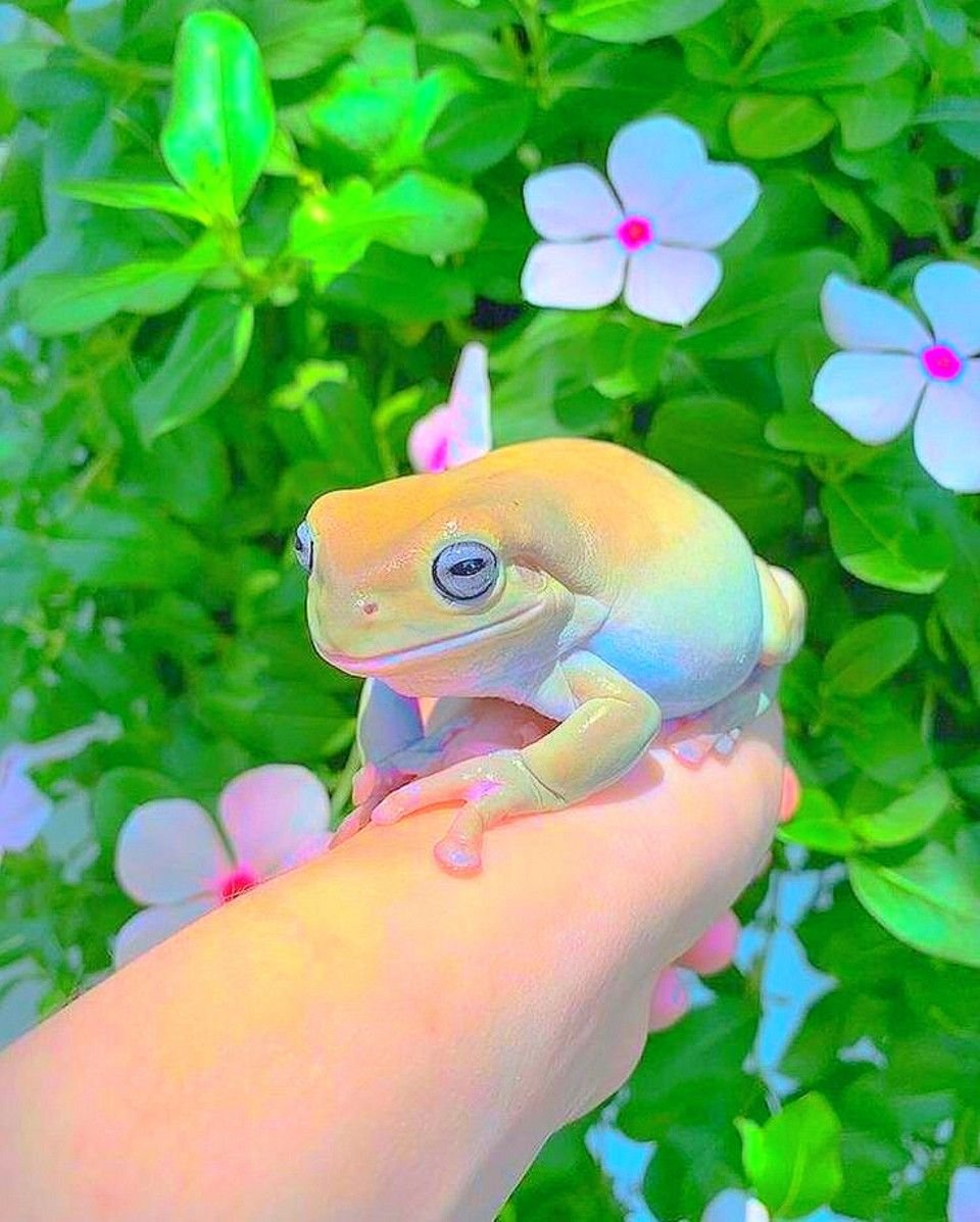 Смешные лягушки