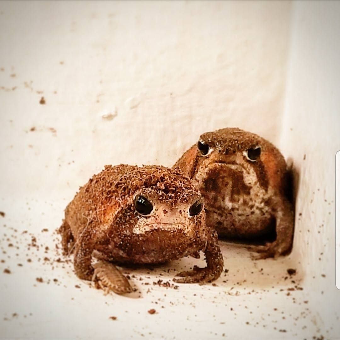 Desert Rain Frog