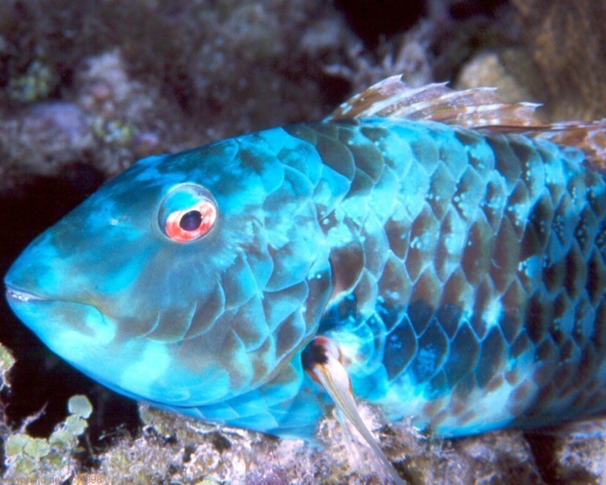 Цихлида попугай синий тигровый