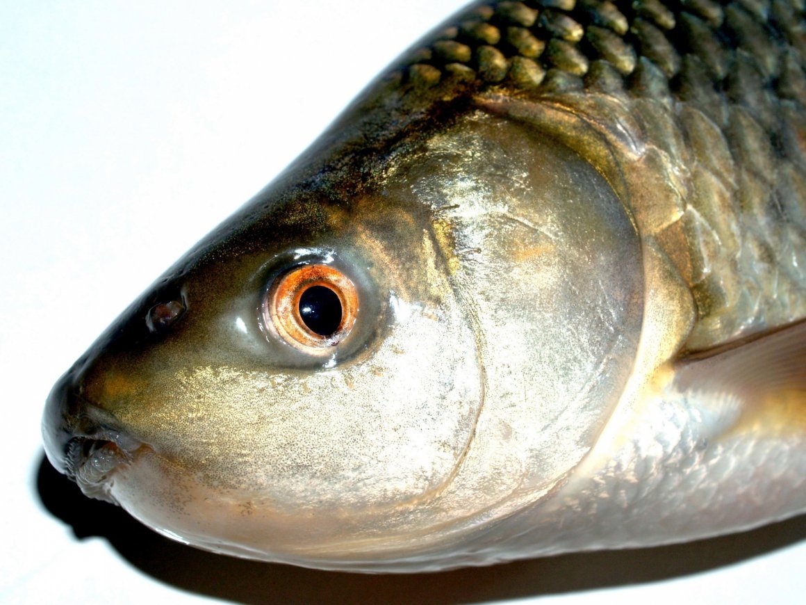 Голова рыбы
