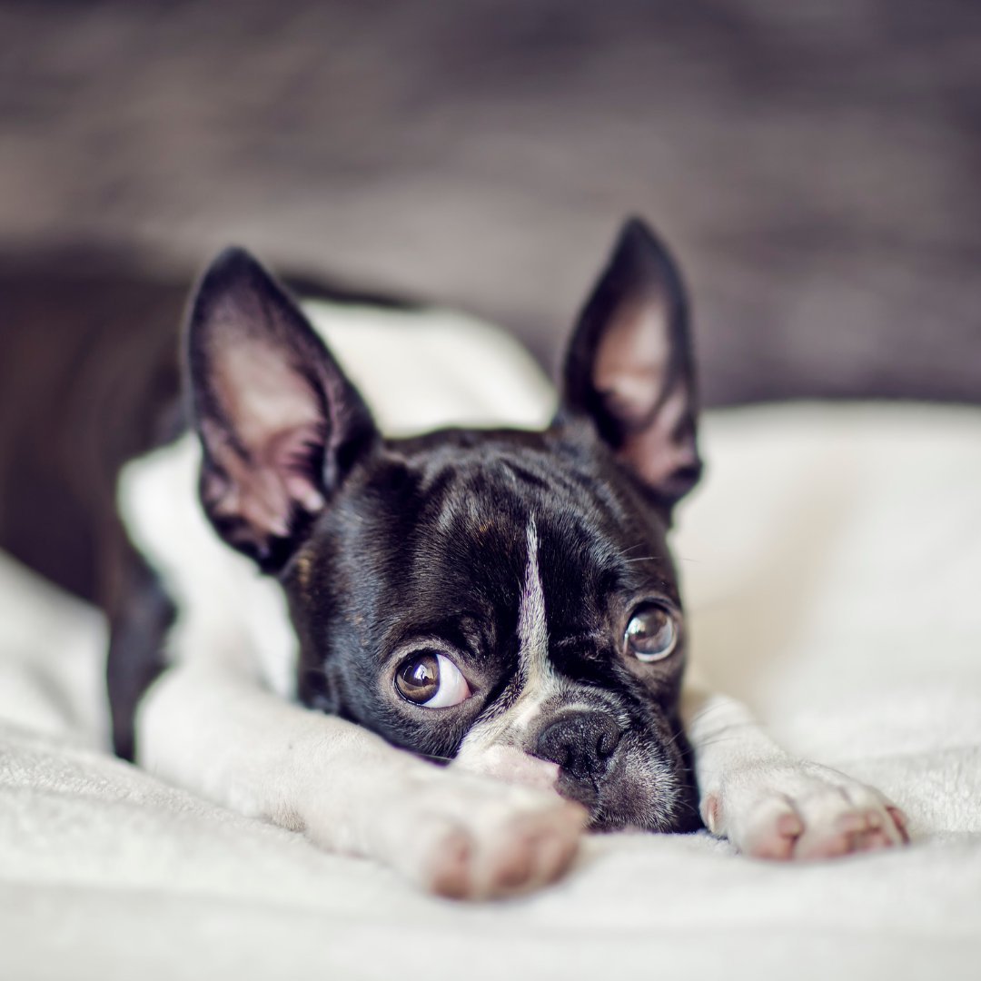 Бостон терьер фото